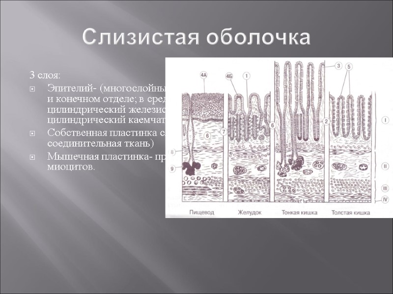 Слизистая оболочка 3 слоя: Эпителий- (многослойный плоский неороговевающий- в начальном и конечном отделе; в